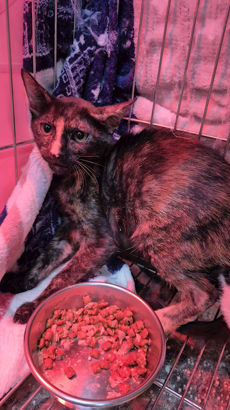 新北市八里區公立動物之家,編號:433352, 混種貓                 