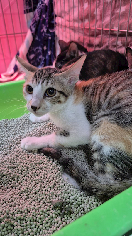 新北市八里區公立動物之家,編號:433354, 混種貓                 