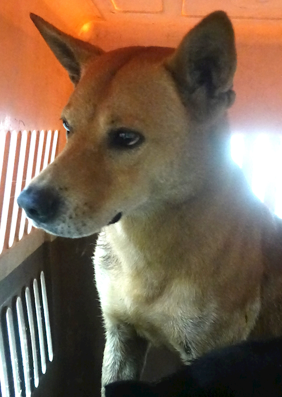 宜蘭縣流浪動物中途之家,編號:433484, 混種犬          