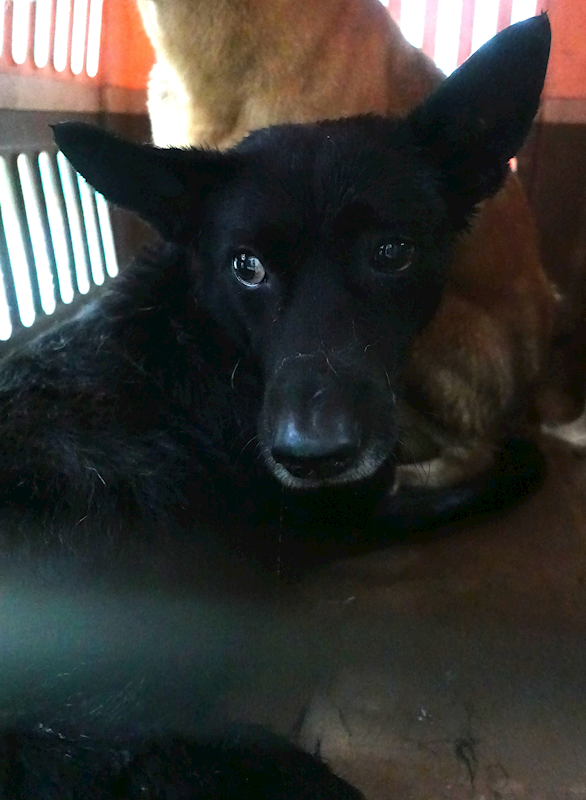 宜蘭縣流浪動物中途之家,編號:433483, 混種犬          