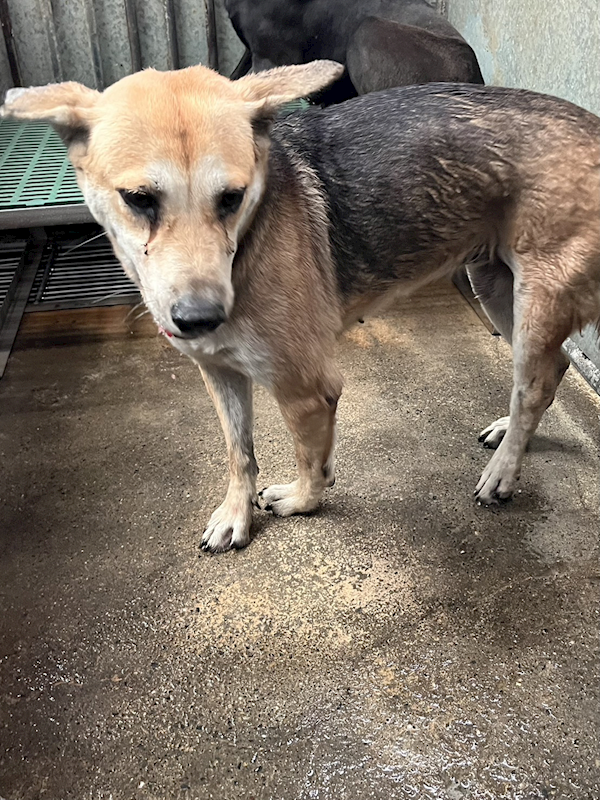 彰化縣流浪狗中途之家,編號:433496, 混種犬          