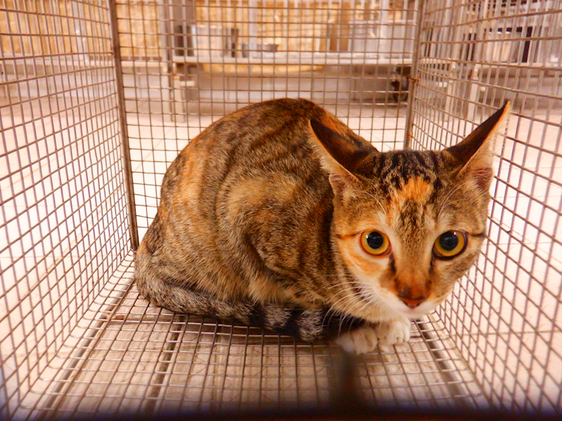 南投縣公立動物收容所,編號:433495, 混種貓                 