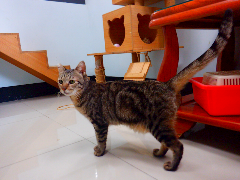 南投縣公立動物收容所,編號:433494, 混種貓                 