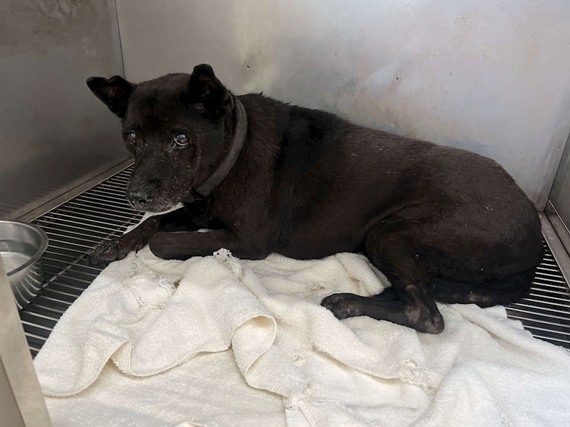 臺北市動物之家,編號:376163, 混種犬          