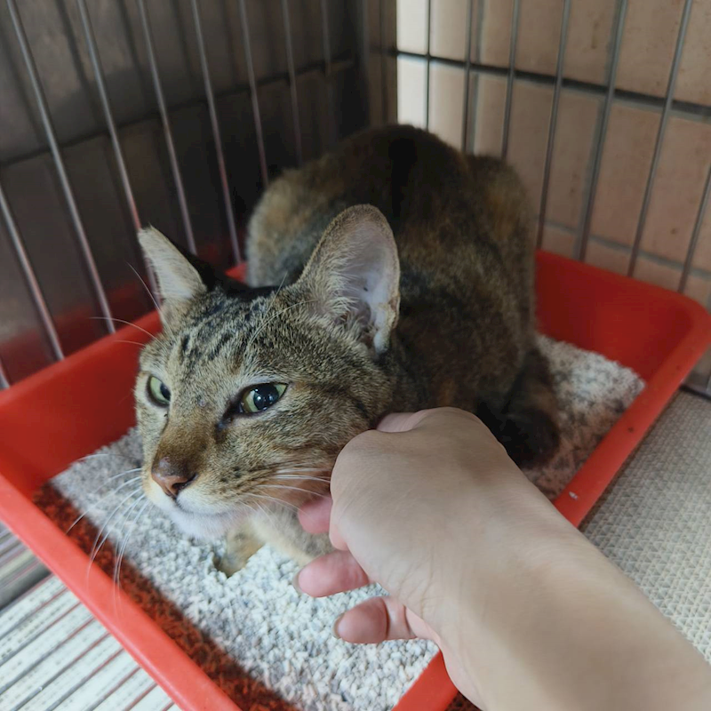 新北市淡水區公立動物之家,編號:425191, 混種貓                 