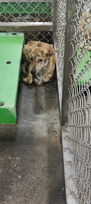 臺東縣動物收容中心,編號:433473, 混種犬          