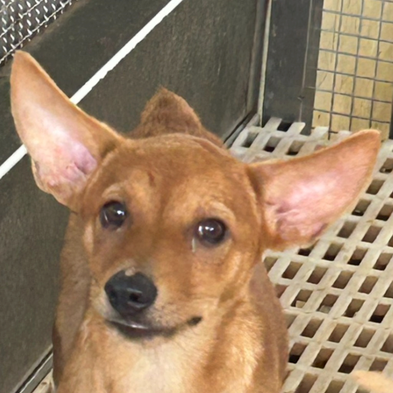 澎湖縣流浪動物收容中心,編號:424789, 混種犬          