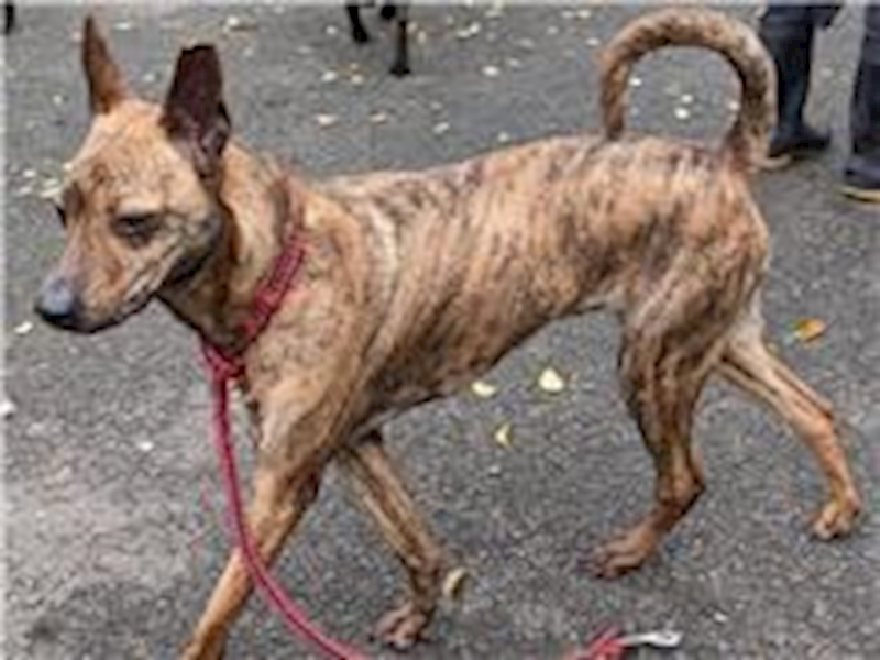 臺北市動物之家,編號:191941, 混種犬          