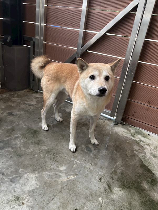 新北市五股區公立動物之家,編號:433654, 柴犬                  
