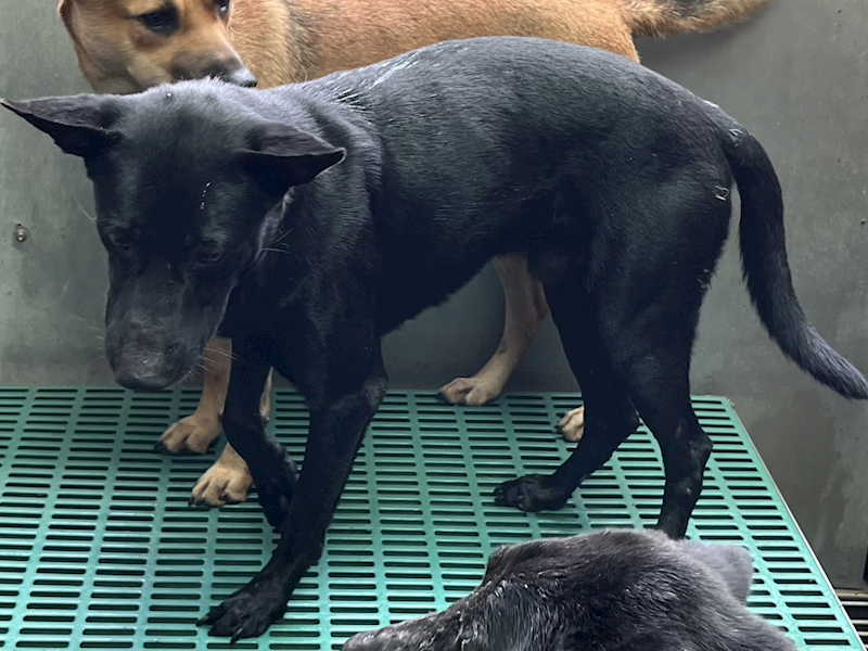 彰化縣流浪狗中途之家,編號:420336, 混種犬          