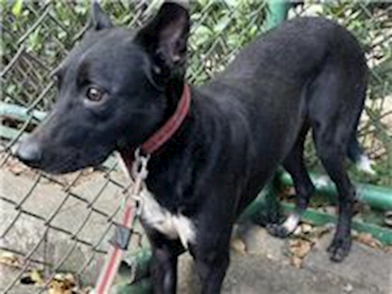 臺北市動物之家,編號:56066, 混種犬          