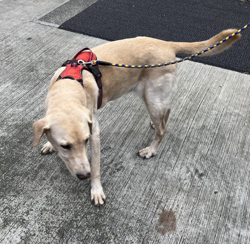 新北市新店區公立動物之家,編號:433438, 拉不拉多犬