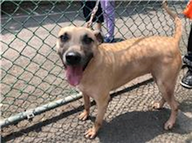 臺北市動物之家,編號:83212, 混種犬          