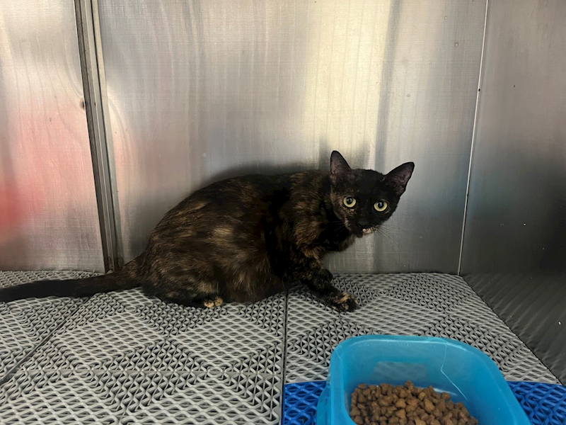 桃園市動物保護教育園區,編號:412157, 混種貓                 