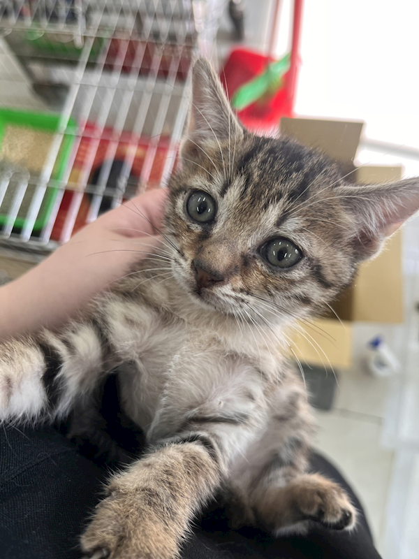 金門縣動物收容中心,編號:433660, 混種貓                 