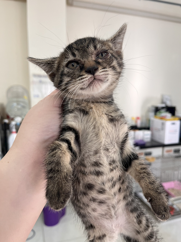 金門縣動物收容中心,編號:433659, 混種貓                 