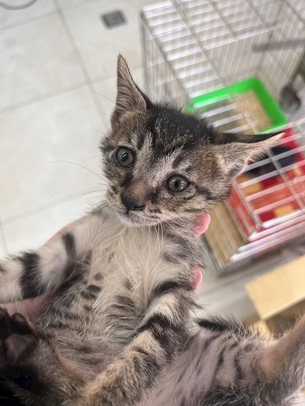 金門縣動物收容中心,編號:433658, 混種貓                 