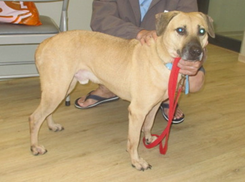 桃園市動物保護教育園區,編號:431349, 混種犬          