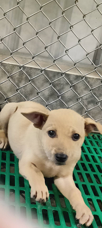 臺東縣動物收容中心,編號:433680, 混種犬          