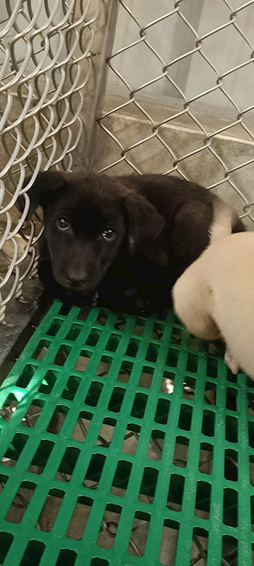 臺東縣動物收容中心,編號:433679, 混種犬          