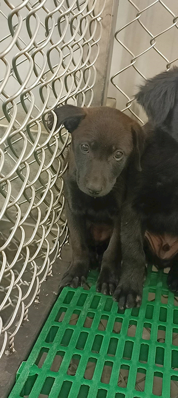 臺東縣動物收容中心,編號:433678, 混種犬          