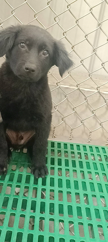 臺東縣動物收容中心,編號:433677, 混種犬          