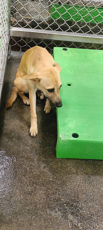 臺東縣動物收容中心,編號:433676, 混種犬          