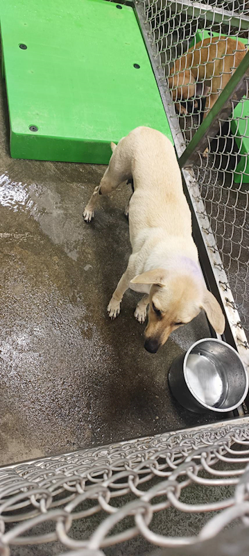 臺東縣動物收容中心,編號:433674, 混種犬          