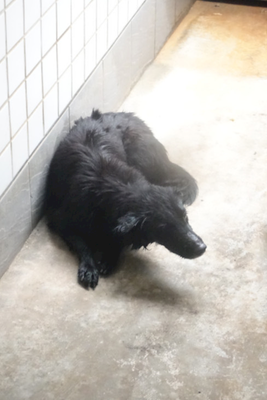 宜蘭縣流浪動物中途之家,編號:433646, 混種犬          