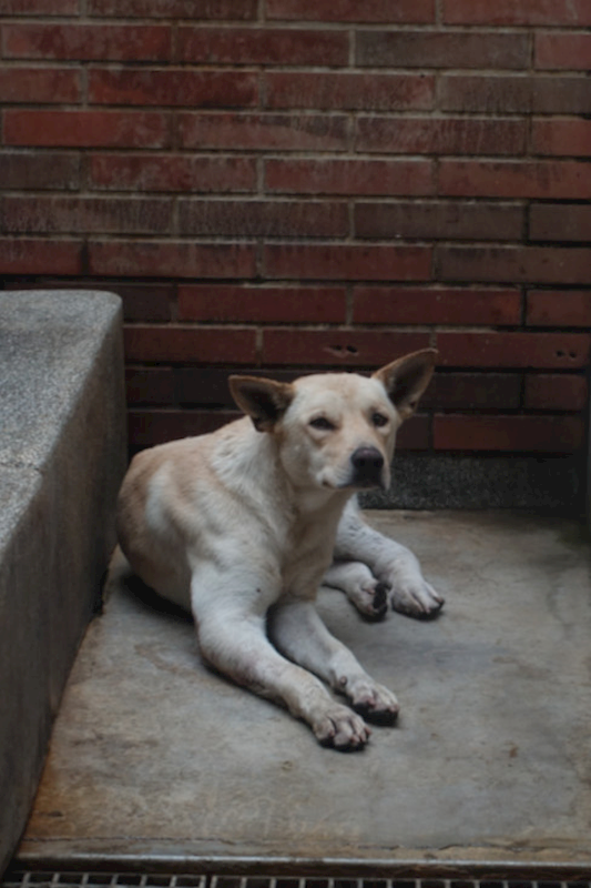 宜蘭縣流浪動物中途之家,編號:433643, 混種犬          