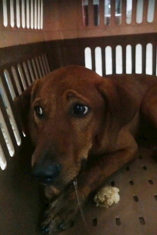 宜蘭縣流浪動物中途之家,編號:433802, 混種犬          