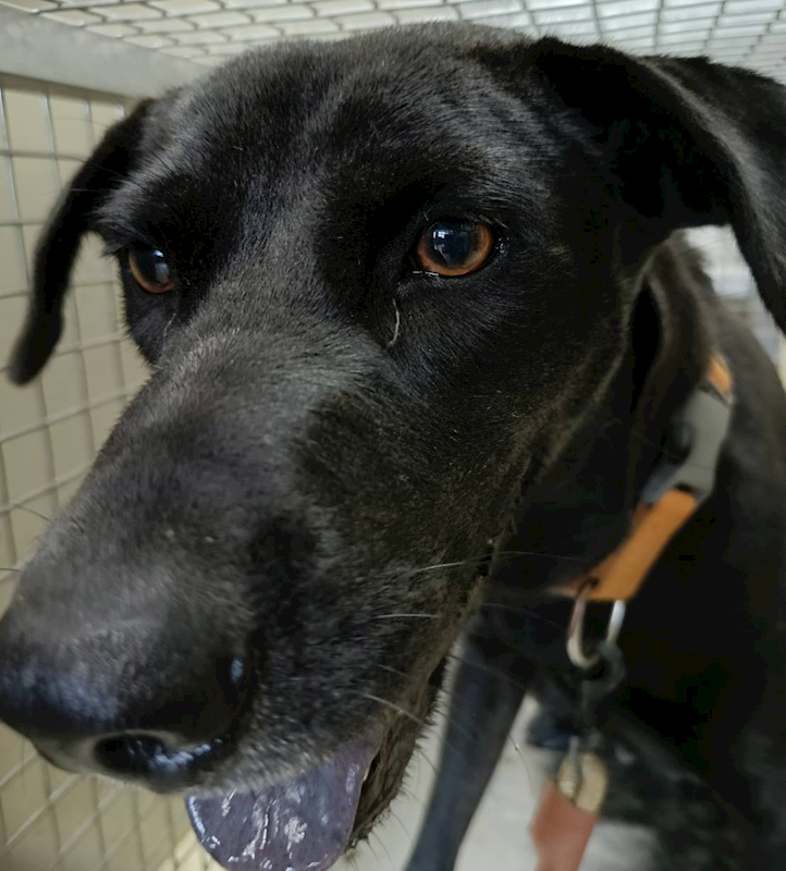 嘉義市動物保護教育園區,編號:429139, 混種犬          