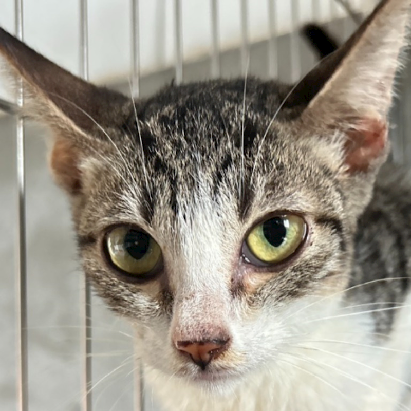 澎湖縣流浪動物收容中心,編號:427106, 混種貓                 