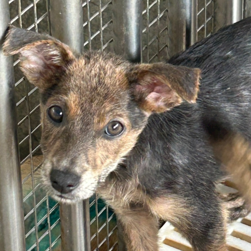 澎湖縣流浪動物收容中心,編號:420036, 混種犬          