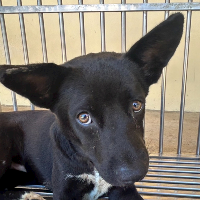 澎湖縣流浪動物收容中心,編號:422114, 混種犬          