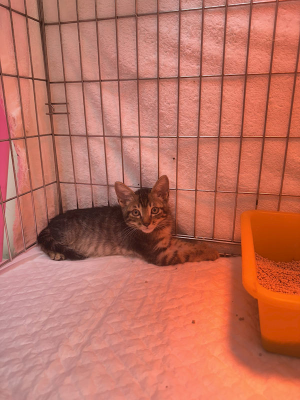 新北市八里區公立動物之家,編號:433743, 混種貓                 