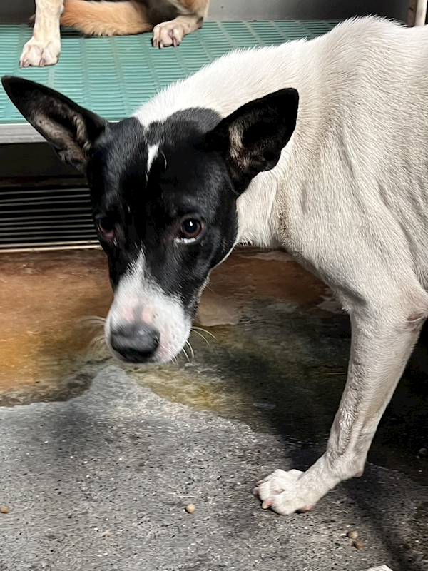 彰化縣流浪狗中途之家,編號:433193, 混種犬          