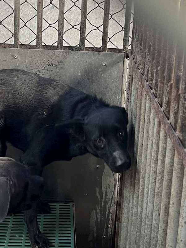 彰化縣流浪狗中途之家,編號:433308, 混種犬          