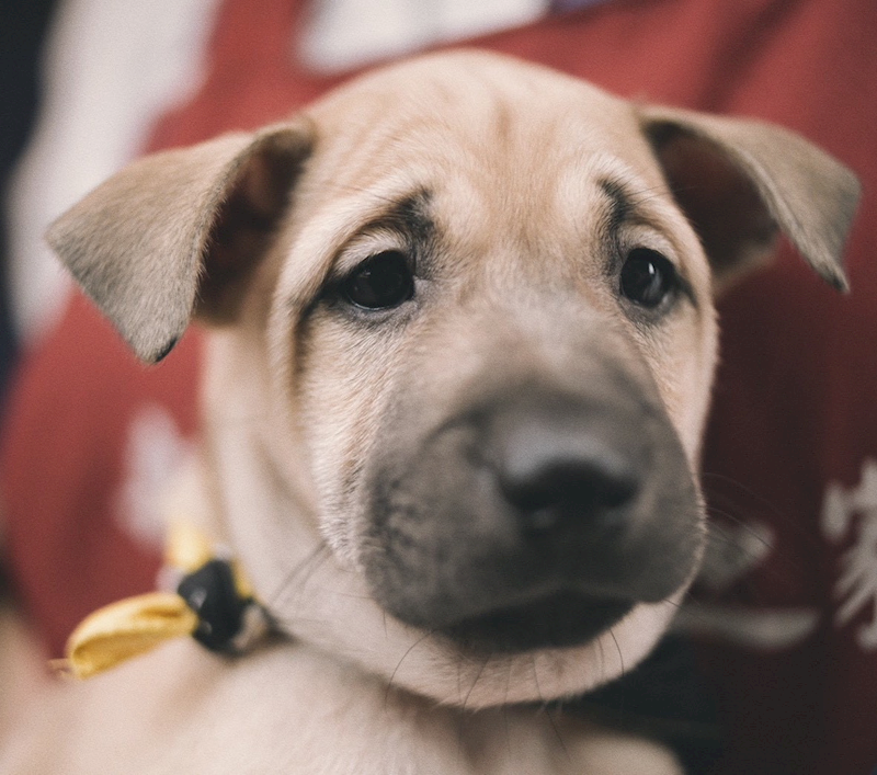 新北市新店區公立動物之家,編號:433183, 混種犬          