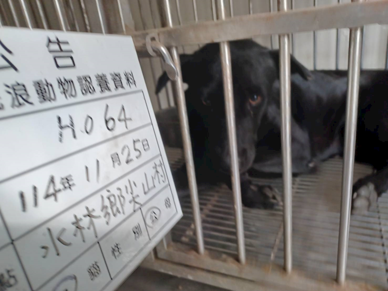 雲林縣流浪動物收容所,編號:433455, 混種犬          