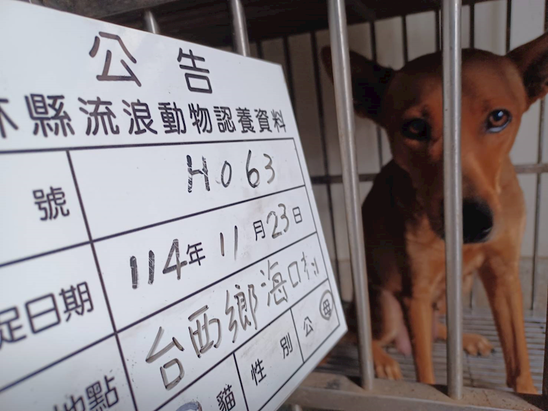 雲林縣流浪動物收容所,編號:433453, 混種犬          