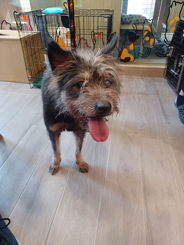 新北市中和區公立動物之家,編號:431974, 混種犬          