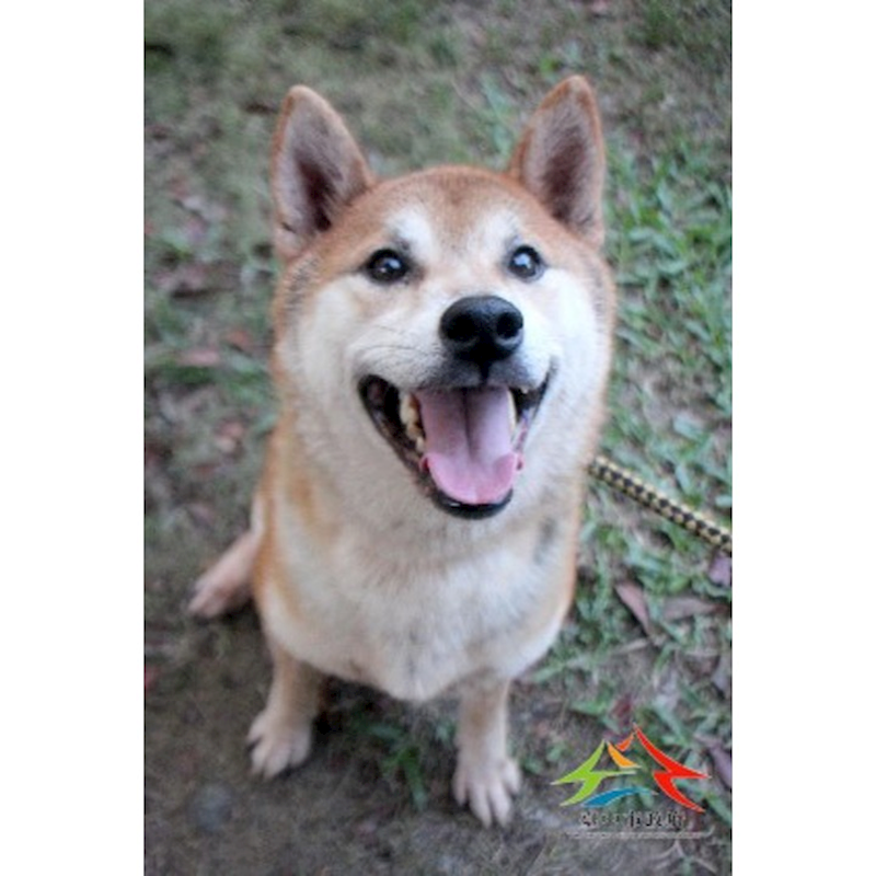 臺中市動物之家后里園區,編號:413647, 柴犬                  