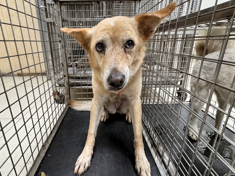 高雄市壽山動物保護教育園區,編號:431057, 混種犬          