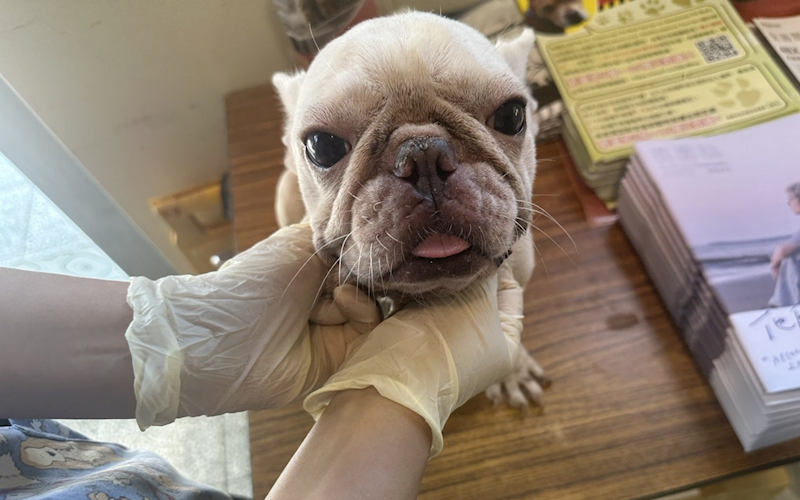 桃園市動物保護教育園區,編號:421205, 法國鬥牛犬