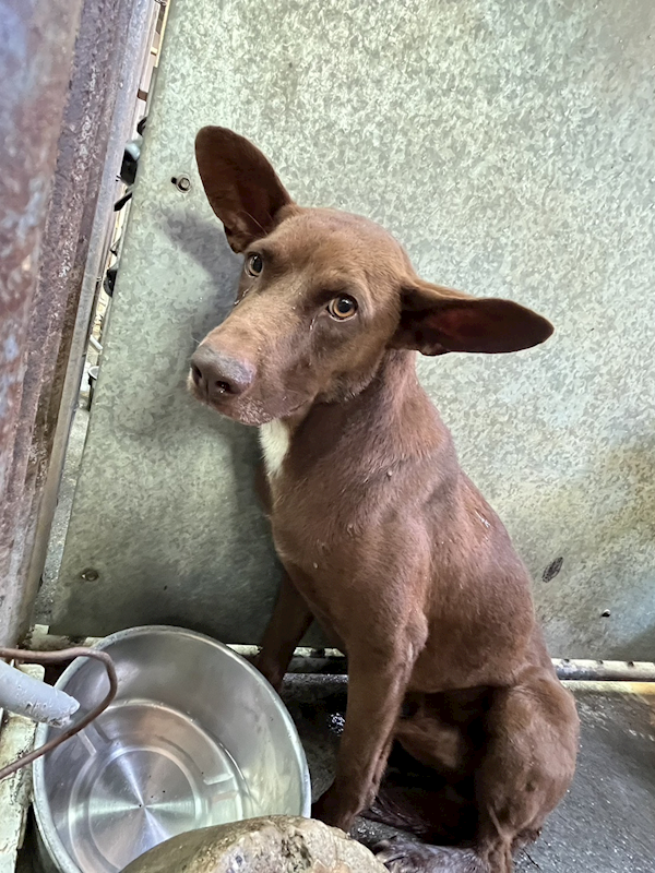 彰化縣流浪狗中途之家,編號:422309, 混種犬          
