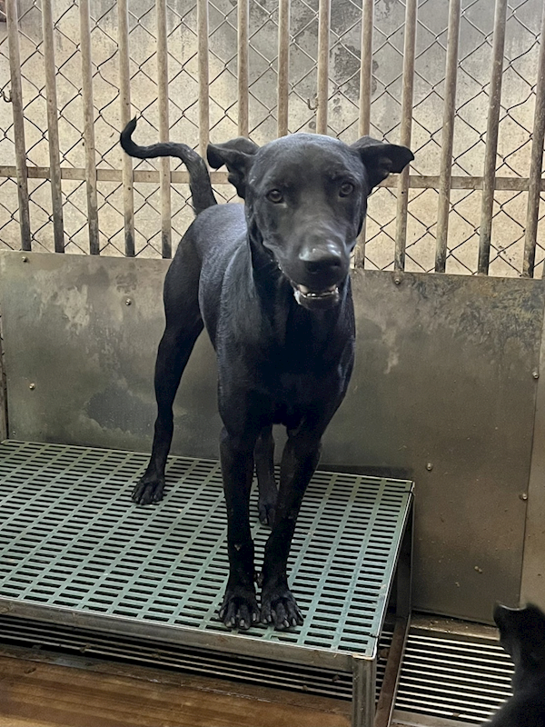 彰化縣流浪狗中途之家,編號:380131, 混種犬          