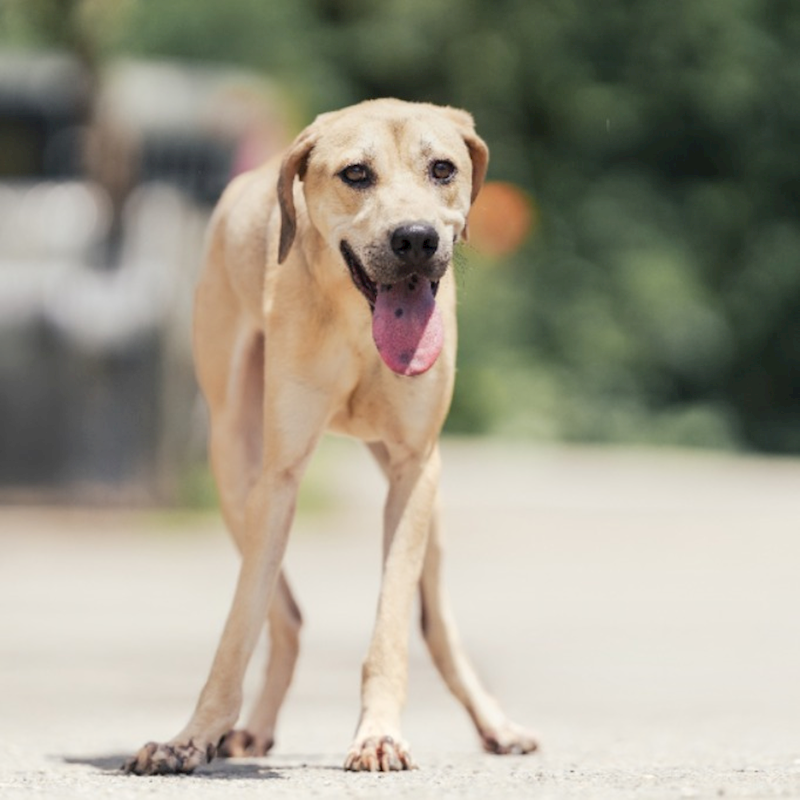 新北市中和區公立動物之家,編號:433838, 混種犬          