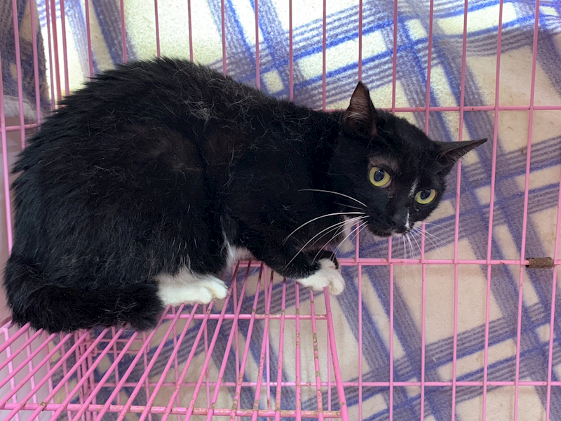 臺北市動物之家,編號:414874, 混種貓                 