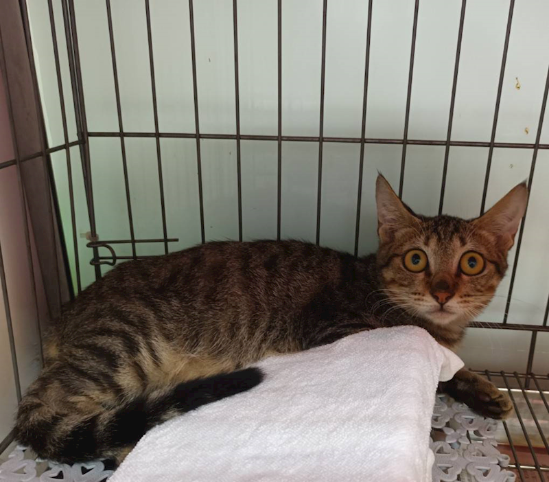 新北市板橋區公立動物之家,編號:421743, 混種貓                 